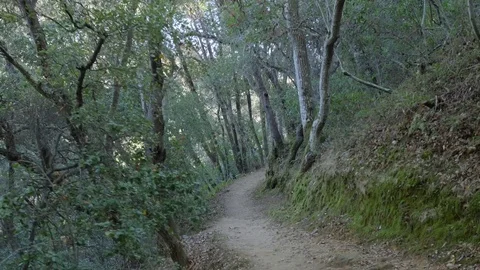 POV Walking hiking trough a path in the forrest Stock Footage 83156211