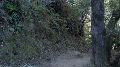 POV Walking hiking trough a path in the forrest Stock Footage 83156352