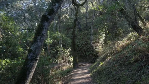 POV Walking hiking trough a path in the forrest Video stock 83156409