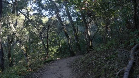 POV Walking hiking trough a path in the forrest Video stock 83156548