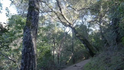 POV Walking hiking trough a path in the forrest Stock Footage 83156622
