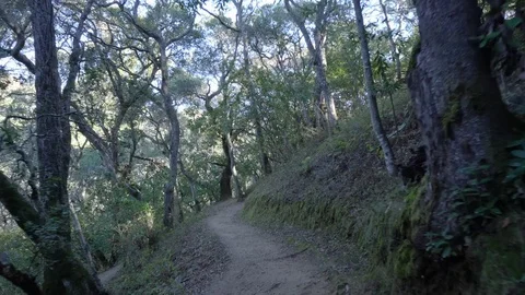 POV Walking hiking trough a path in the forrest Video stock 83157390