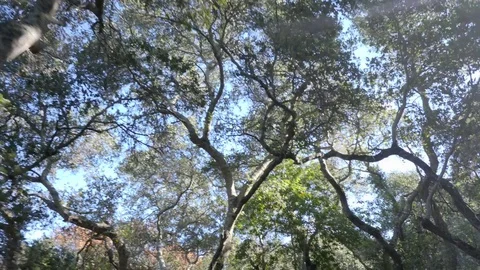 POV Walking hiking trough a path in the forrest Video stock 83157663