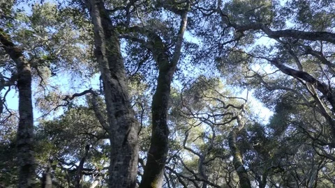 POV Walking hiking trough a path in the forrest Video stock 83157792