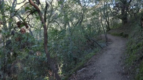 POV Walking hiking trough a path in the forrest Video stock 83158193