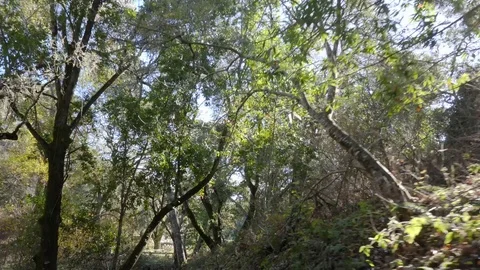 POV Walking hiking trough a path in the forrest Video stock 83158486