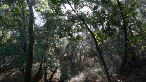 POV Walking hiking trough a path in the forrest Video stock 83158508