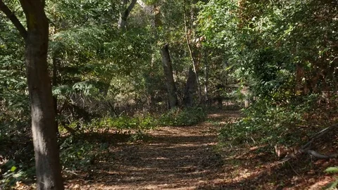 POV Walking hiking trough a path in the forrest Video stock 83158516