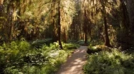 Pov Walking The Hoh River Trail In The Olympic National Park, Washington. Stock Footage