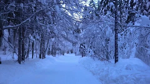 POV walking in Idyllic nature in alpine valley, Slovenia Stock Footage 177457435