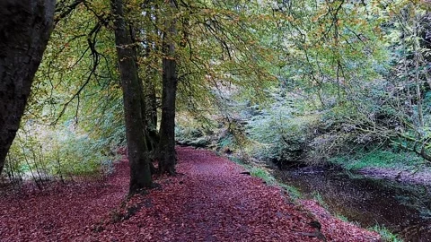 Pov of walking a leaf covered path near a stream in autumn Video stock 164061569