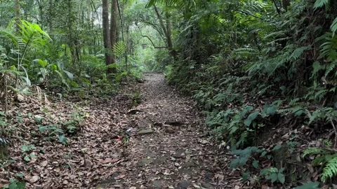 POV Walking on Leaf Covered Path in Lush Green Tropical Forest, Tracking Shot Stock Footage 324832471