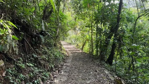 POV Walking on Leafy Forest Path, Dense Tropical Jungle, Tracking Shot Stock Footage 324773737