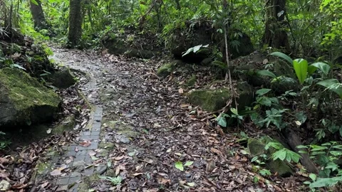 POV Walking on Leafy Forest Path, Lush Green Tropical Jungle, Steadycam Shot Stock Footage 324783166