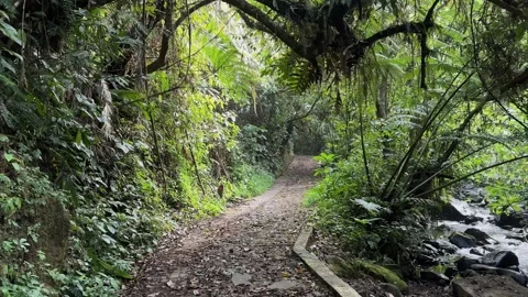 POV Walking on Leafy Paved Path by Stream in Lush Tropical Jungle, Tracking Shot Stock Footage 324773733