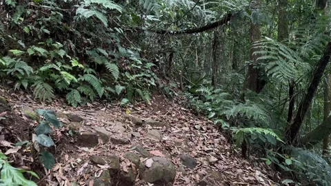 POV Walking on a Leafy Stone Path, Dense Tropical Forest, Tracking Shot Stock Footage 324783544