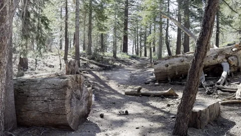 POV Walking Long a Hiking Path Stock Footage 245839759