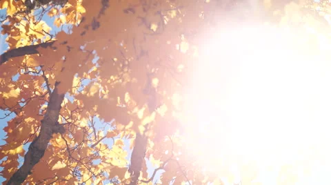 POV Walking looking at Fall Tree Colors with Sunshine. Stock Footage 68651090