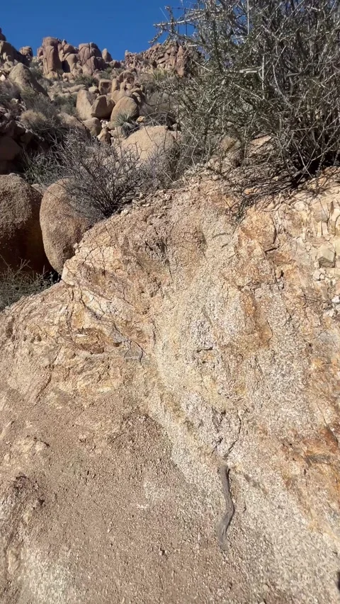 POV Walking Lost Palms Oasis Trail Joshua Tree Vídeos de archivo 336334006