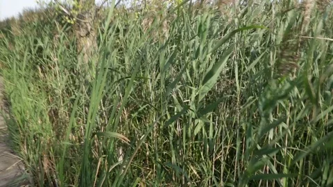 POV: walking into marsh Vídeo Stock 83492917