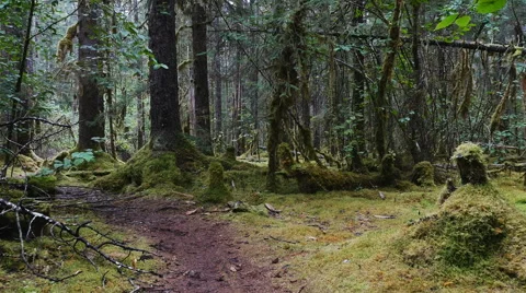 POV-Walking moss covered rain forest-gyro stabilized Stock Footage 66529944