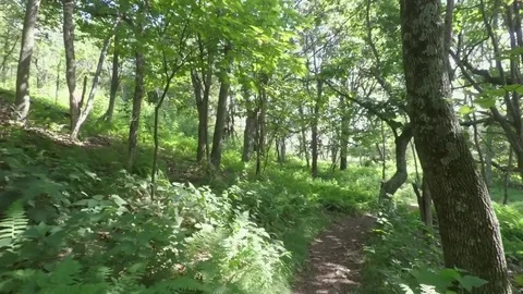 POV of Walking a Mountain Forest Trail with Fern Undergrowth Stock Footage 78285705