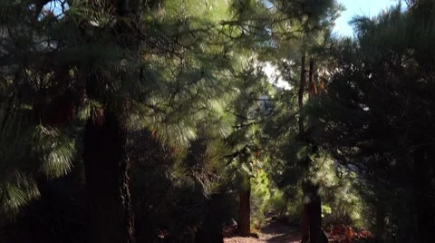 POV. Walking in mountain pine woods, Tenerife, Canary islands, steadicam. Stock-Footage 43743787