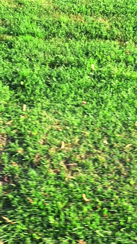 POV walking over dense green lawn under bright sunlight Video stock 314304847