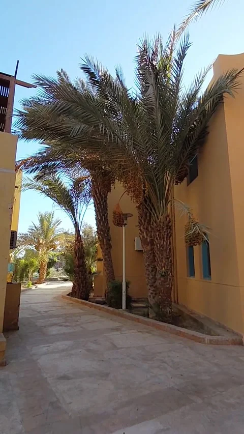 POV walking past date palm trees with ripe fruits in El Gouna resort Egypt. Stock Footage 340111091