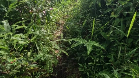 POV walking on a path in a forest full of bushes Stock Footage 319799267