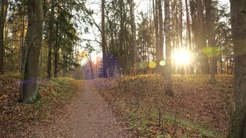 POV walking on pathway through landscape Park in sunny autumn day Stock Footage 321187993