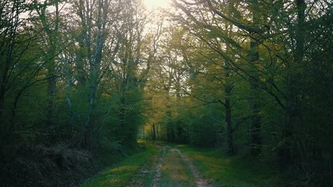 POV-Walking pathway through a moss covered forest on a sunny summer day Video stock 132346403