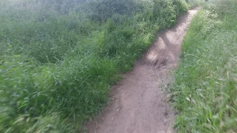 POV Walking up pathway through tall grass 스톡 동영상 88879526