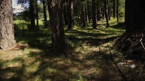 Pov of walking in a pine forest in mountain during day slowmotion Stock Footage 117433467