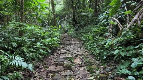 POV Walking on Rocky Forest Path Through Lush Tropical Jungle, Tracking Shot Stock Footage 324788118
