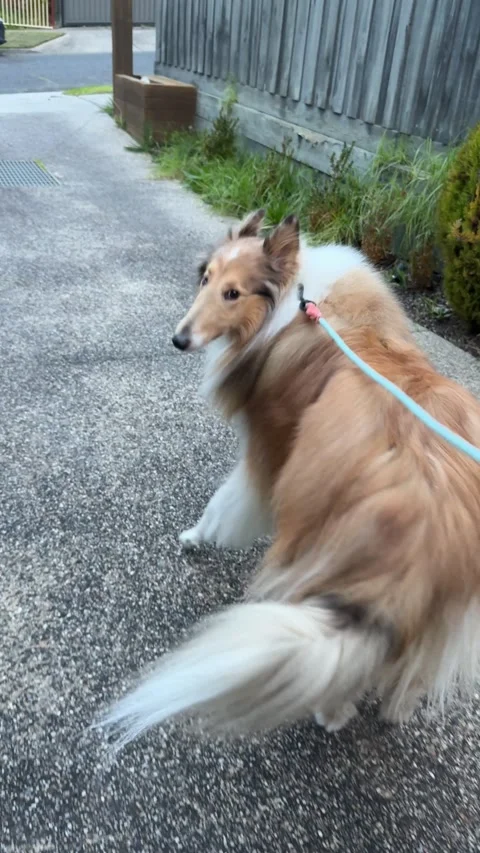 POV Walking Rough Collie Dog on Leash Along Residential Sidewalk Видео 340678992