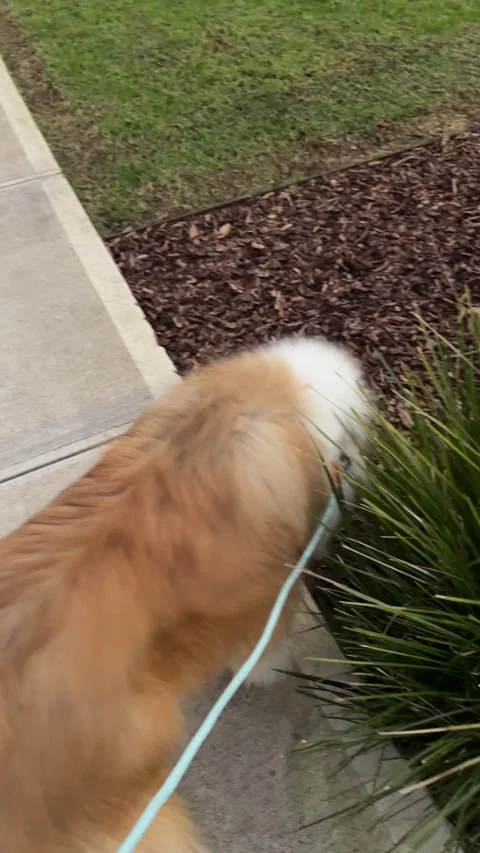 POV Walking Rough Collie Dog on Leash Along Residential Sidewalk 스톡 동영상 340679057