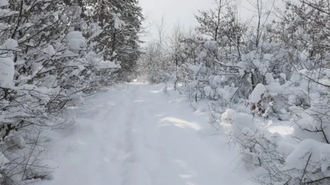 POV walking scene through the forest Stock Footage 88436908