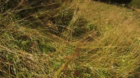 Pov walking in the shrubs Stock Footage 79880875