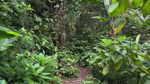POV Walking on Stone Path in Dense Tropical Rainforest, Tracking Shot Stock Footage 324783474
