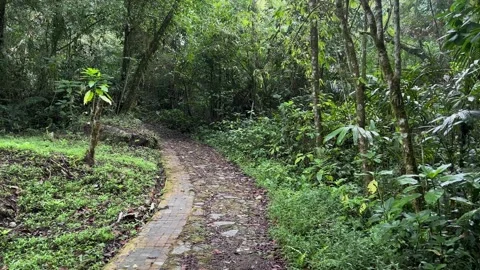 POV Walking on Stone Path in Lush Tropical Rainforest, Tracking Shot Stock Footage 324782001