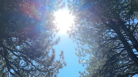 POV Walking Sun Through Pine Trees Stock Footage 245839749