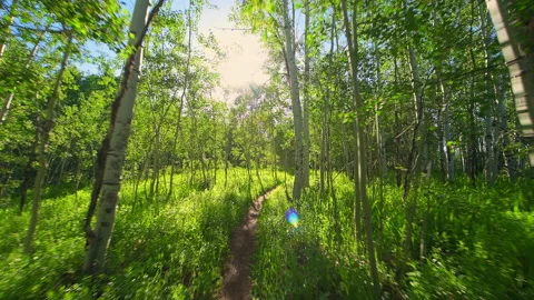 Pov walking on Sunnyside Trail through forest in Aspen, Colorado summer sun rays Stock-Footage 131582053