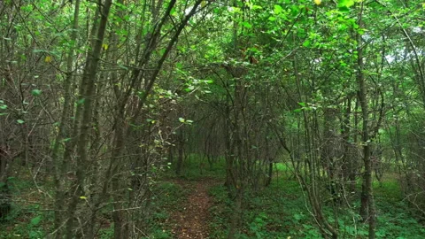 POV walking through the arches of trees and goes to the clearing. 動画素材 157660425