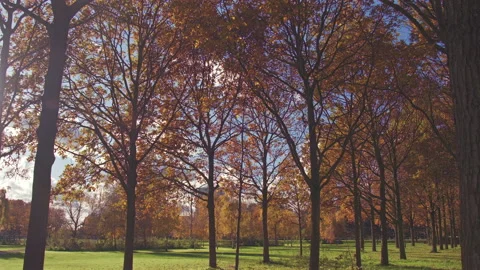 POV of walking through autumn trees leaves, London, United Kingdom Video stock 293124181
