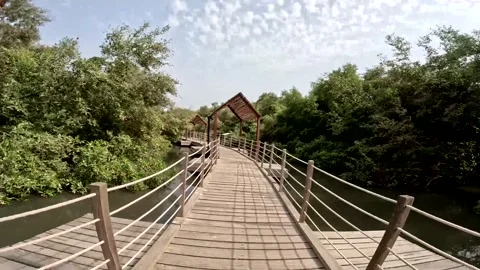 POV Walking Through Bamboo-Covered Mangrove Boardwalk - Immersive Nature Journey Stock Footage 341392034