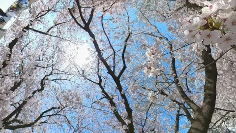 P.O.V, walking through the blooming cherry blossom flowers in blue sky Stock Footage 151406505
