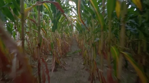 POV Walking through cornfield Stock Footage 138314988