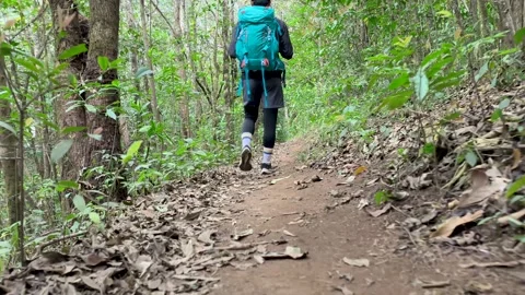 POV Walking Through Deep Forest Trail, Calm Nature Experience Video stock 327305018