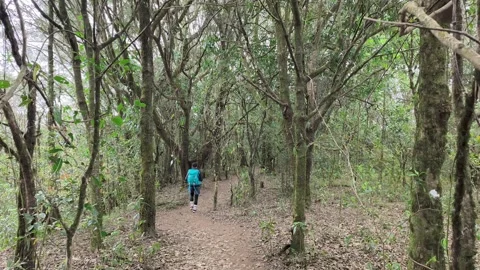 POV Walking Through Deep Forest Trail, Calm Nature Experience Video stock 327305176